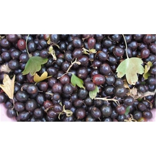 Aioli Garlic Mayo1ltr Birch & Waite 