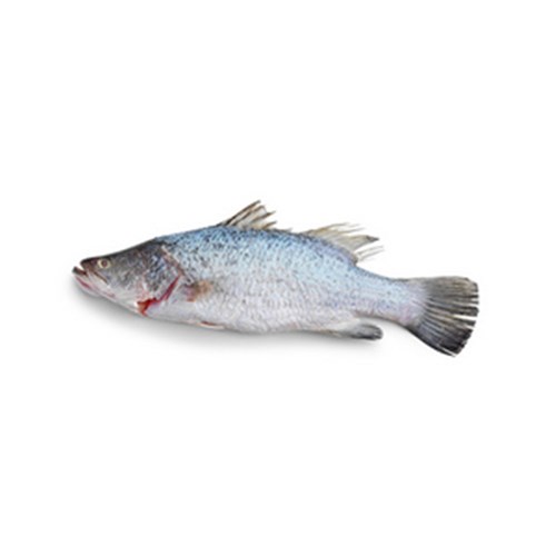 Baby Barramundi Whole kg