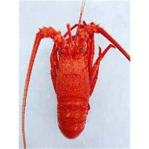 Lobsters Whole Cooked 460/530 10kg