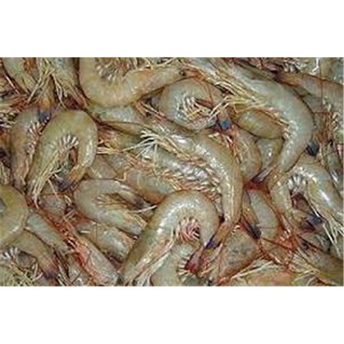 Prawns Whole Raw Aust. King U8 5kg
