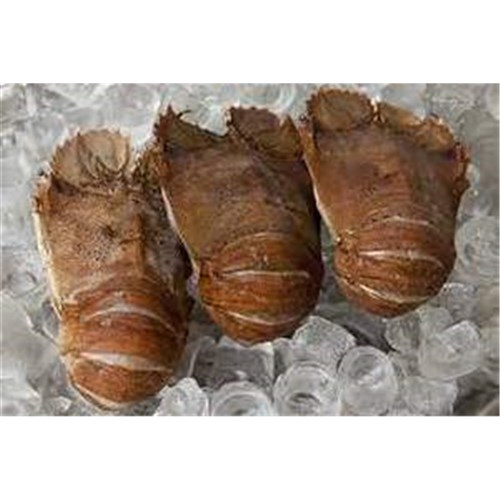 Slipper Lobster kg