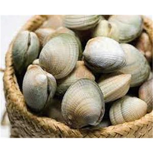 Clams LittleNeck Westhaven NZ 1kg